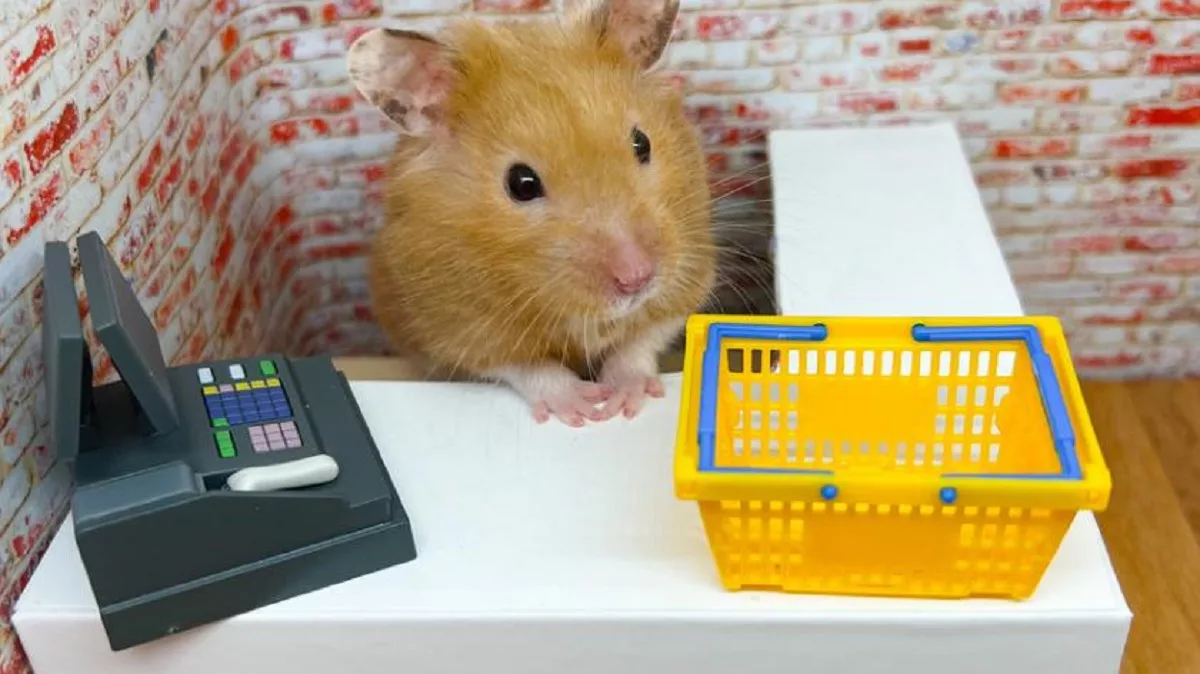 conny-v-hamster-shopkeeper-jpg.webp